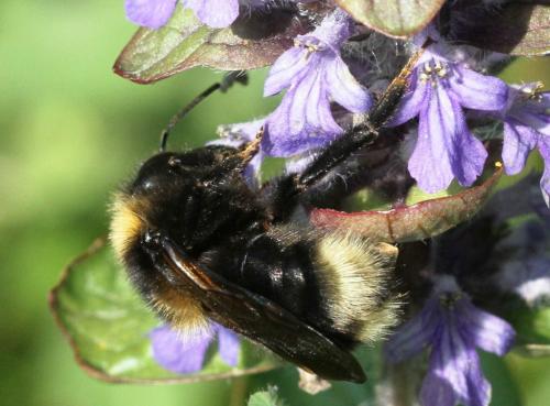 Bombus barbutellus